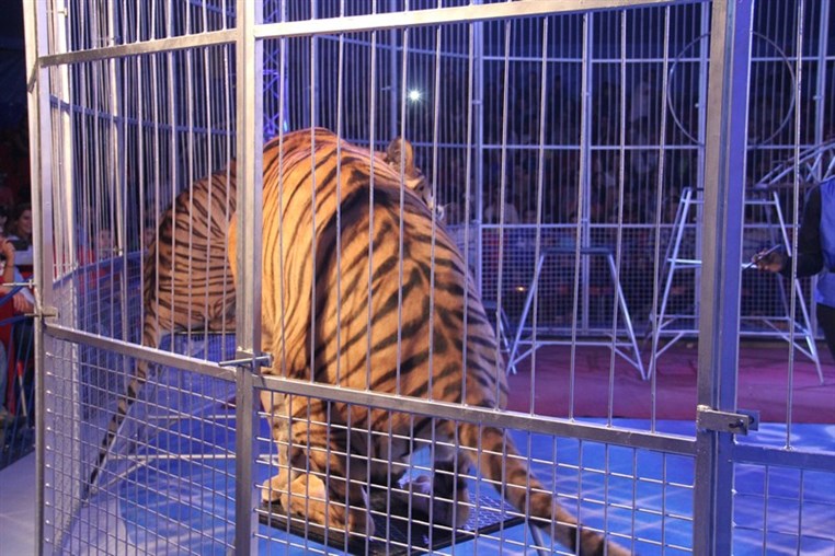Atlantis Circus